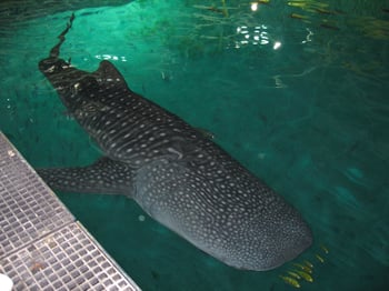 Georgia Aquarium Whale Shark