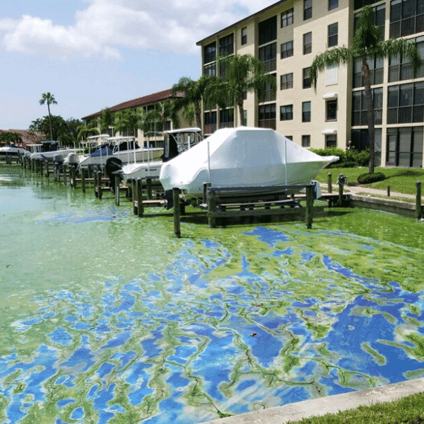 blog.opto22.comhubfsAECOM_Algae_Lee_County_601x600
